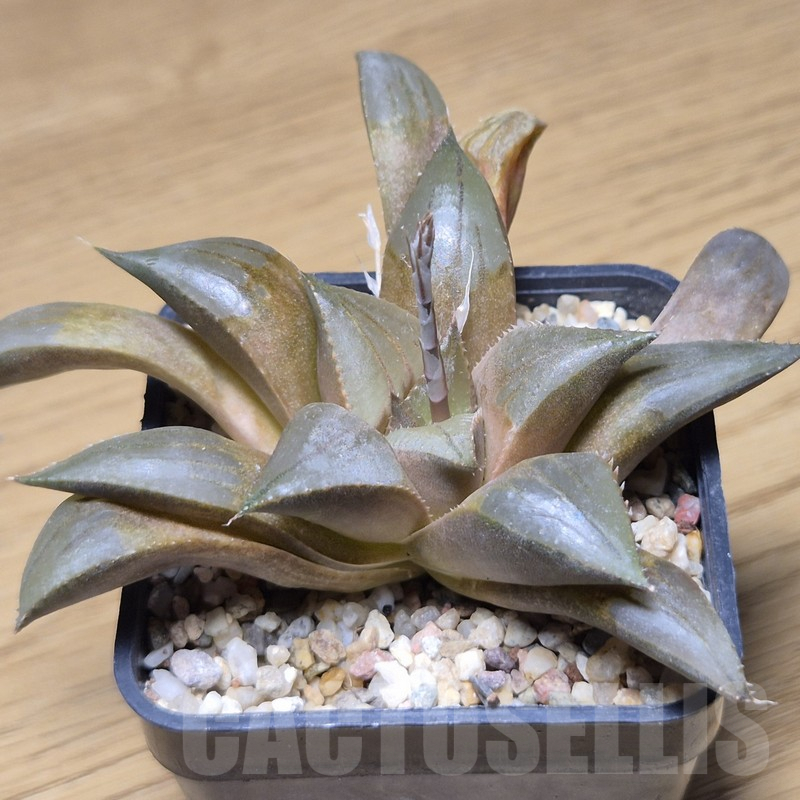 VVG9783 Haworthia mirabilis v.mundula SH - Image 2