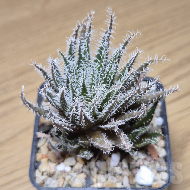 VVG9785 Aloe haworthioides - Image 2