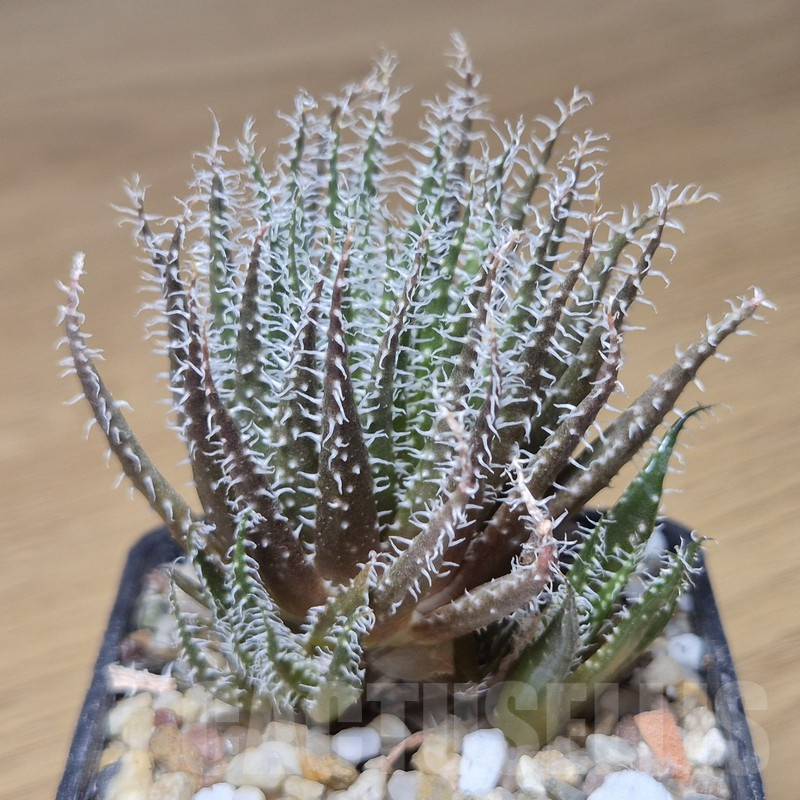 VVG9785 Aloe haworthioides