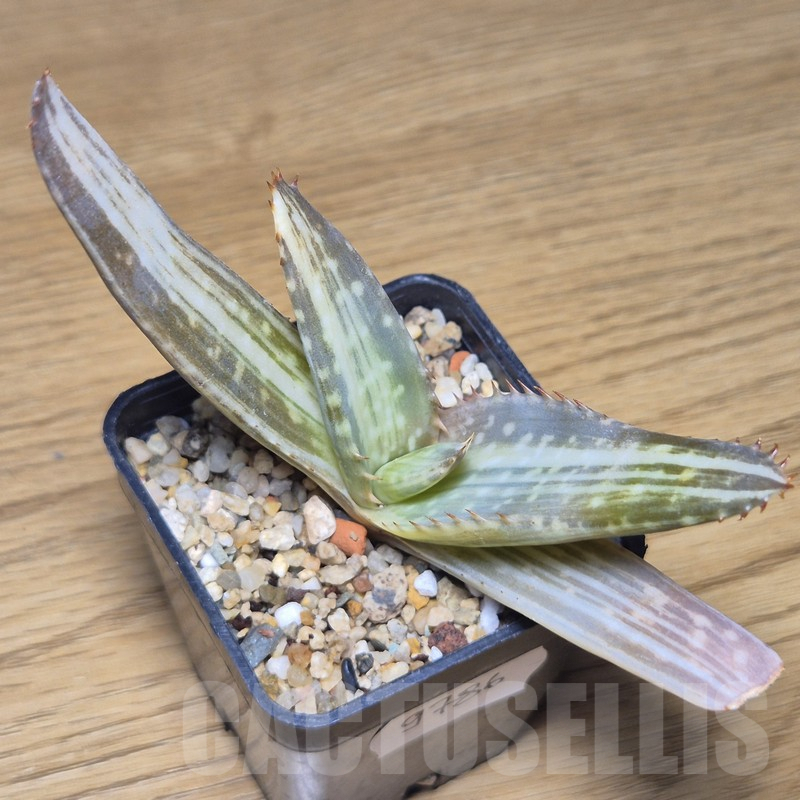 VVG9786 Aloe ‘Tiger Taffi’ f.variegata