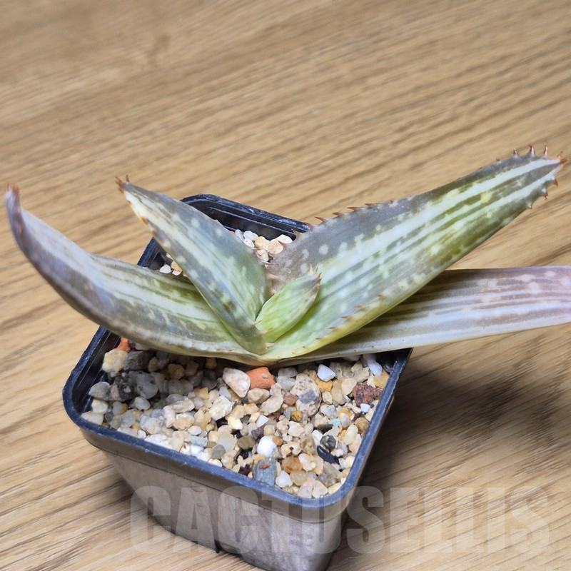 VVG9786 Aloe ‘Tiger Taffi’ f.variegata - Image 2