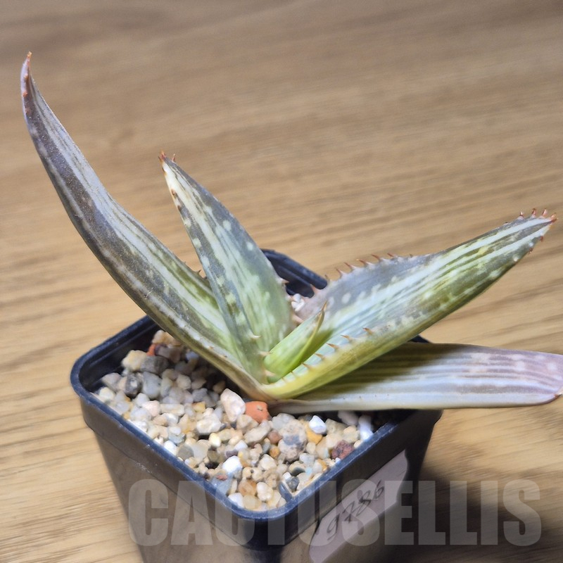 VVG9786 Aloe ‘Tiger Taffi’ f.variegata - Image 3