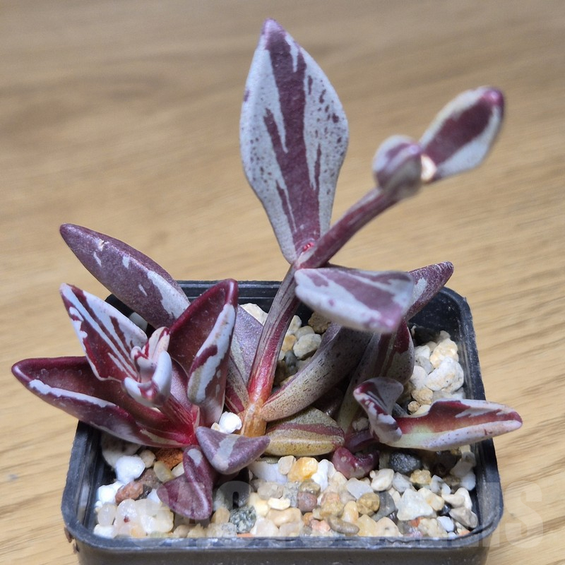 VVG9796 Lenophyllum gutatum f.variegata - Image 2