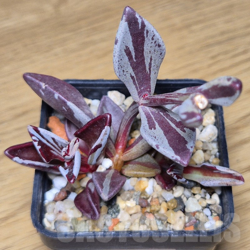 VVG9796 Lenophyllum gutatum f.variegata