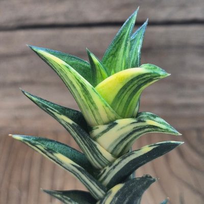 SH22991 Haworthiopsis viscosa f. variegata