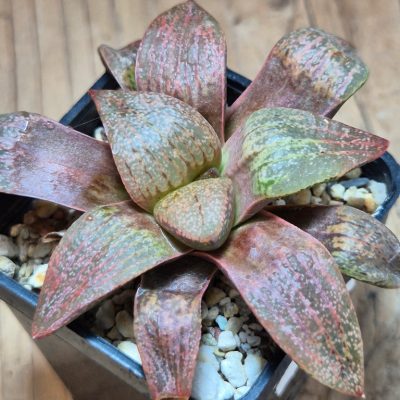 SH35820 Haworthia picta v. janvlokii