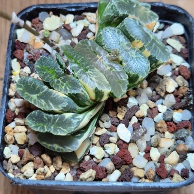 SH14751 Haworthia truncata f. variegata -Japan-