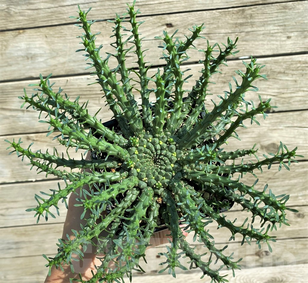 SH6140 Euphorbia flanaganii