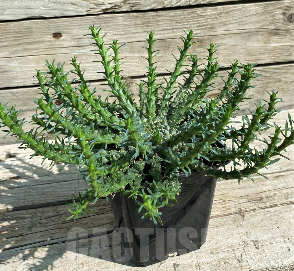 SH6140 Euphorbia flanaganii - Image 2