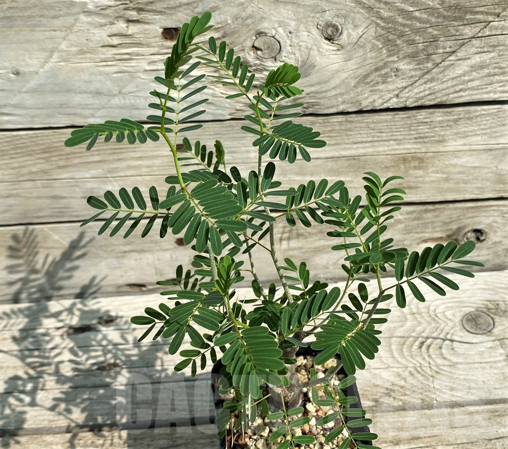 SH5685 Senna meridionalis