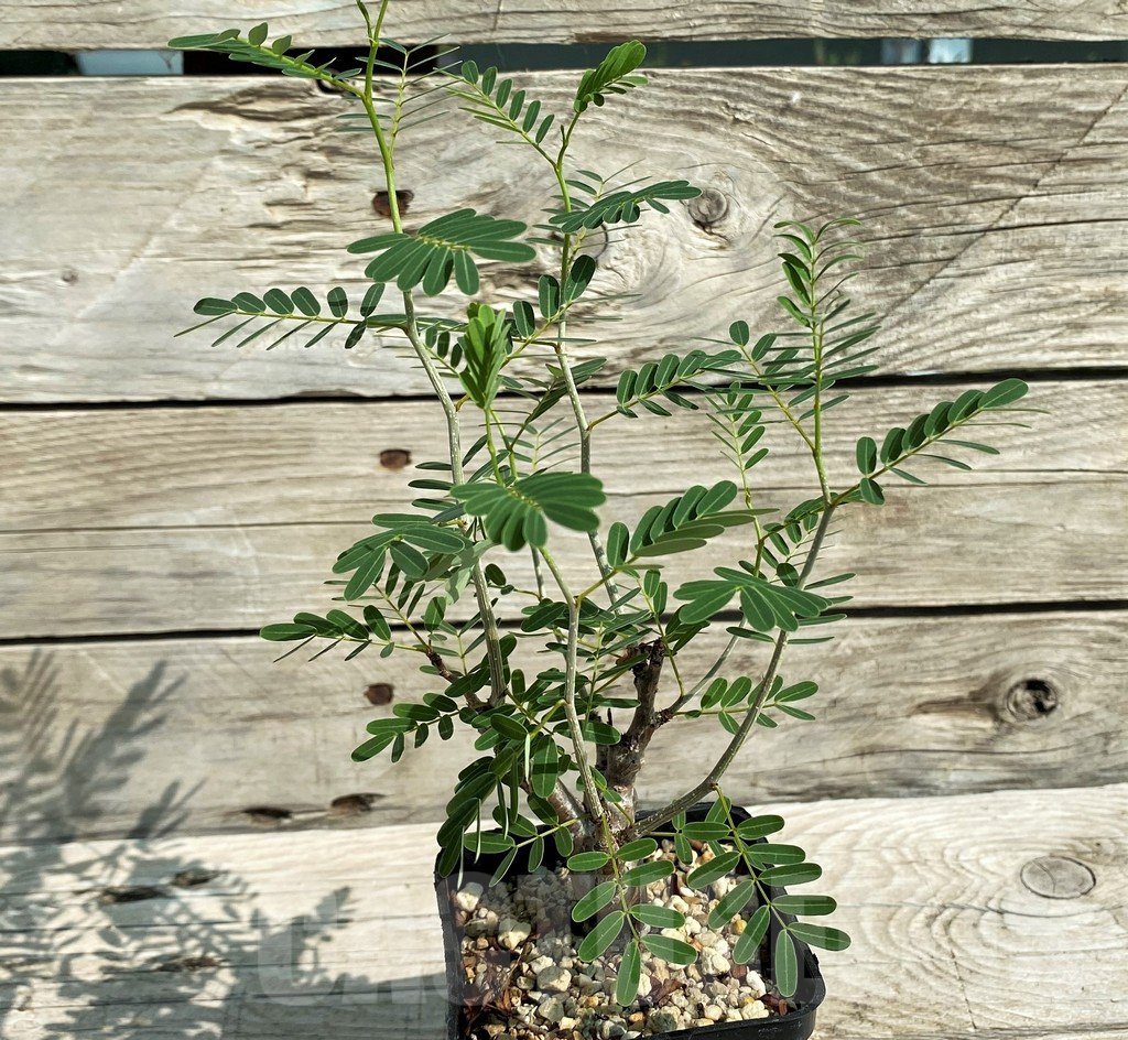SH5685 Senna meridionalis - Image 2
