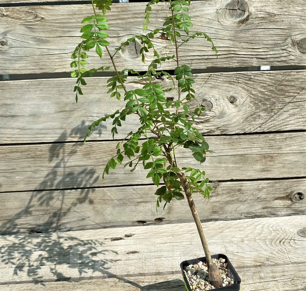 SH2751 Operculicarya borealis, seedling - Image 2