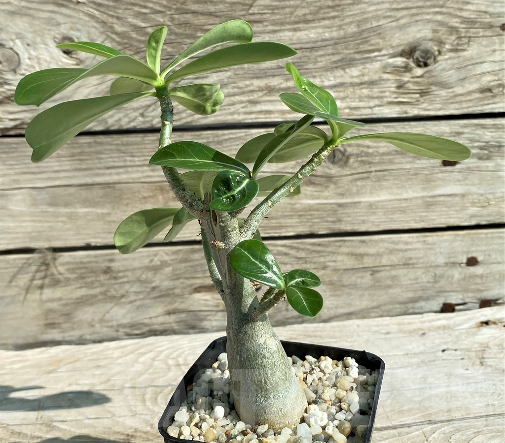 SH15298 Adenium obesum - Image 2