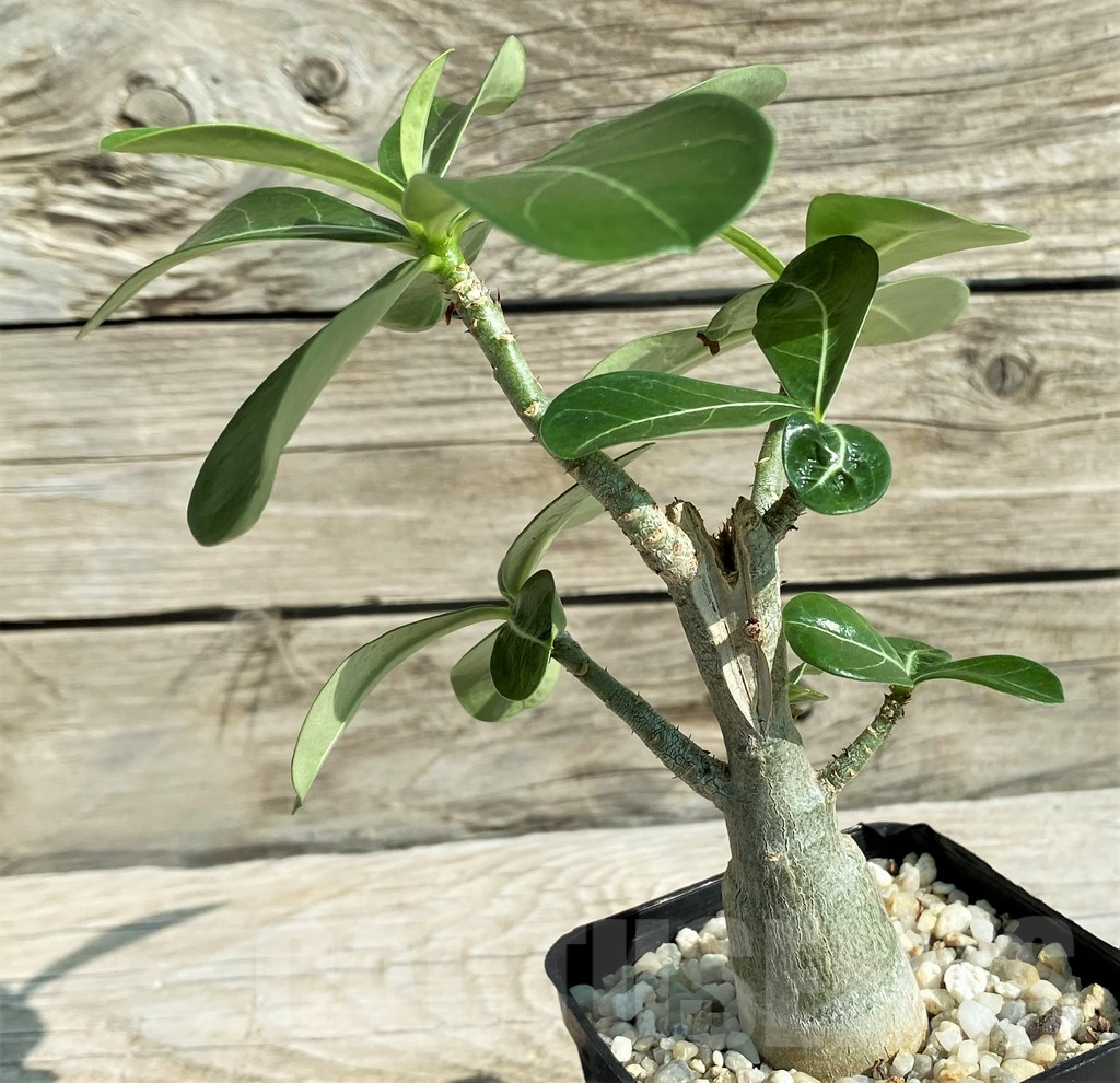 SH15298 Adenium obesum - Image 3