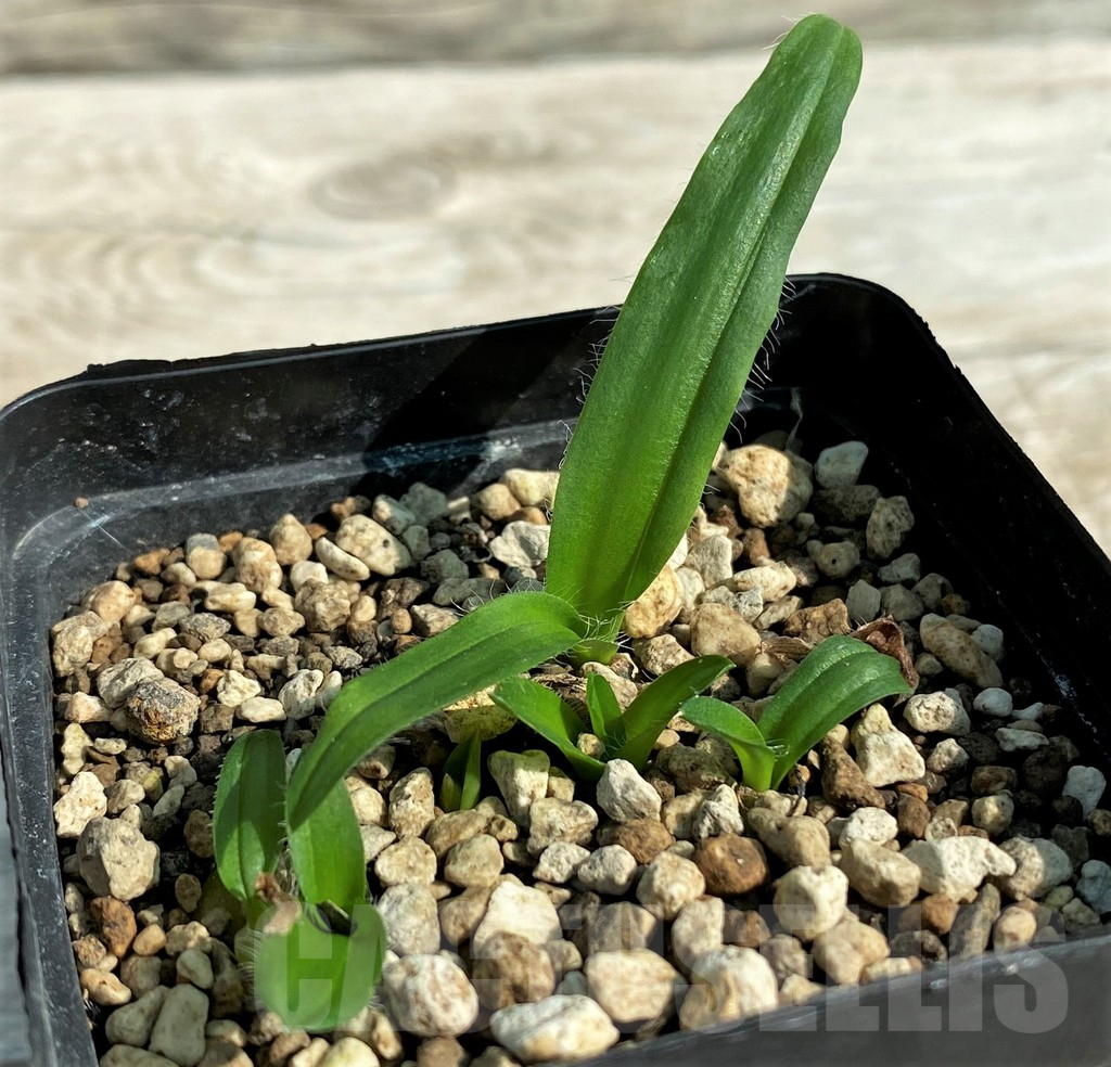 SH15301 Drimia haworthioides