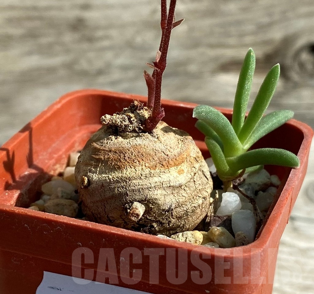 SH15290 Cyphostemma aff. adenocaule - Image 2