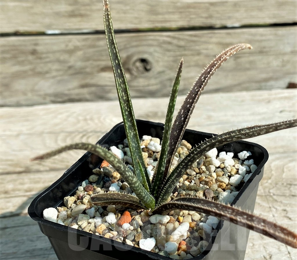 SH15305 Aloe bellatula, Clone 2