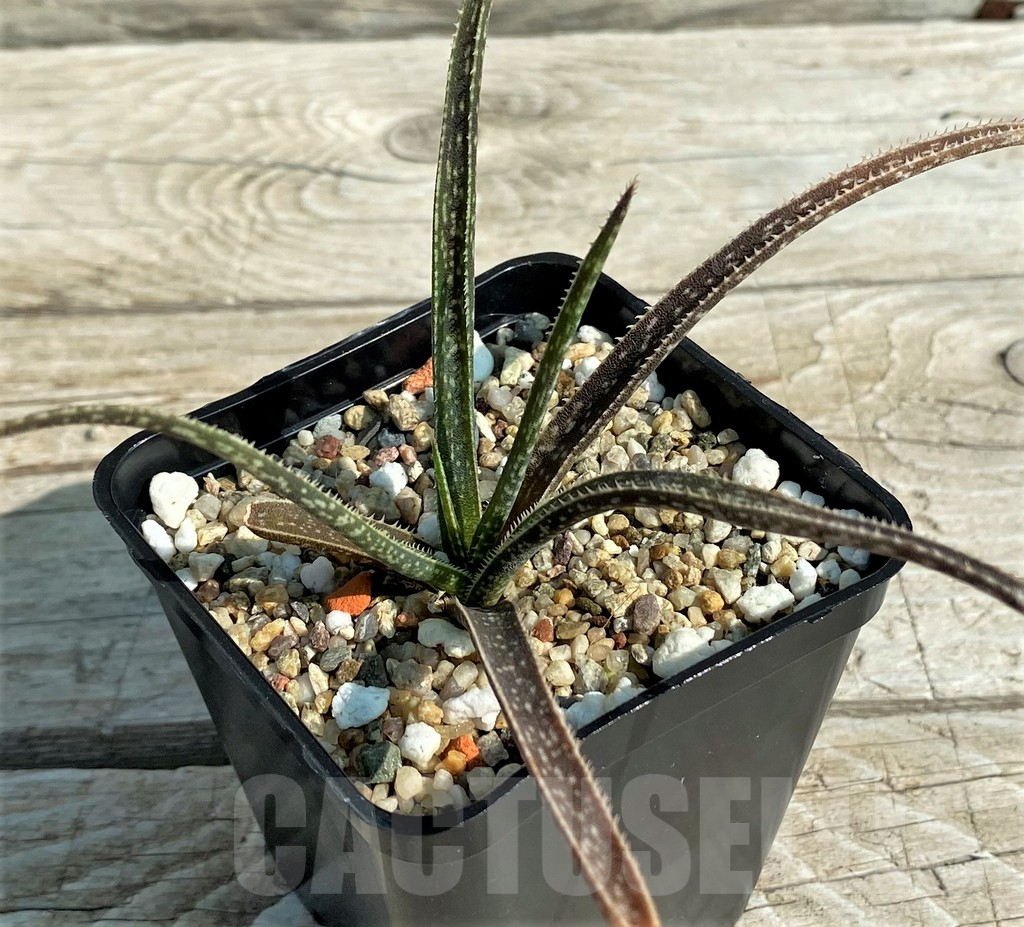 SH15305 Aloe bellatula, Clone 2 - Image 2