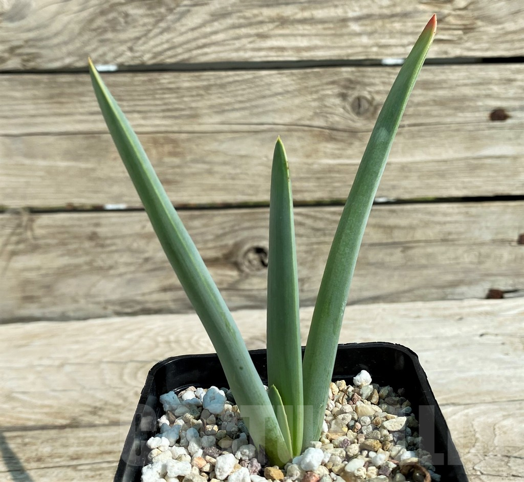 SH15308 Aloe plicatilis - Image 2