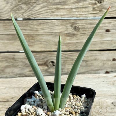 SH15308 Aloe plicatilis