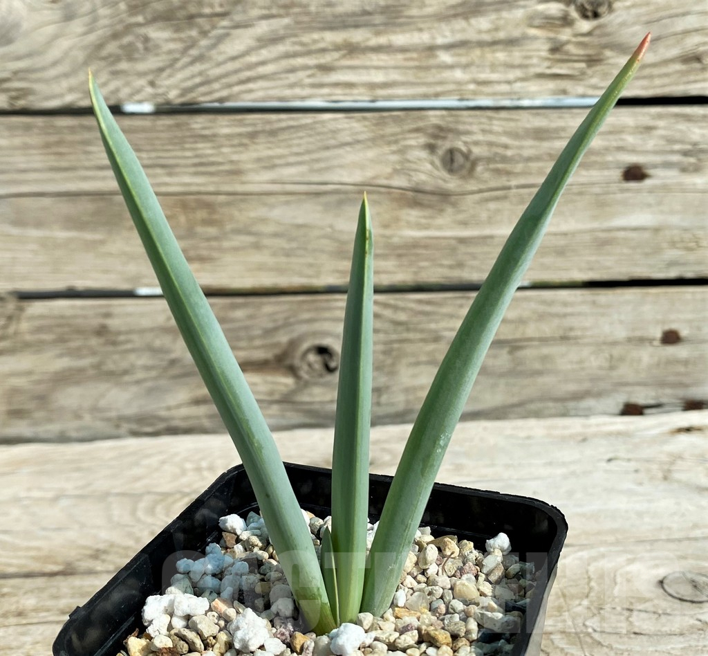 SH15308 Aloe plicatilis
