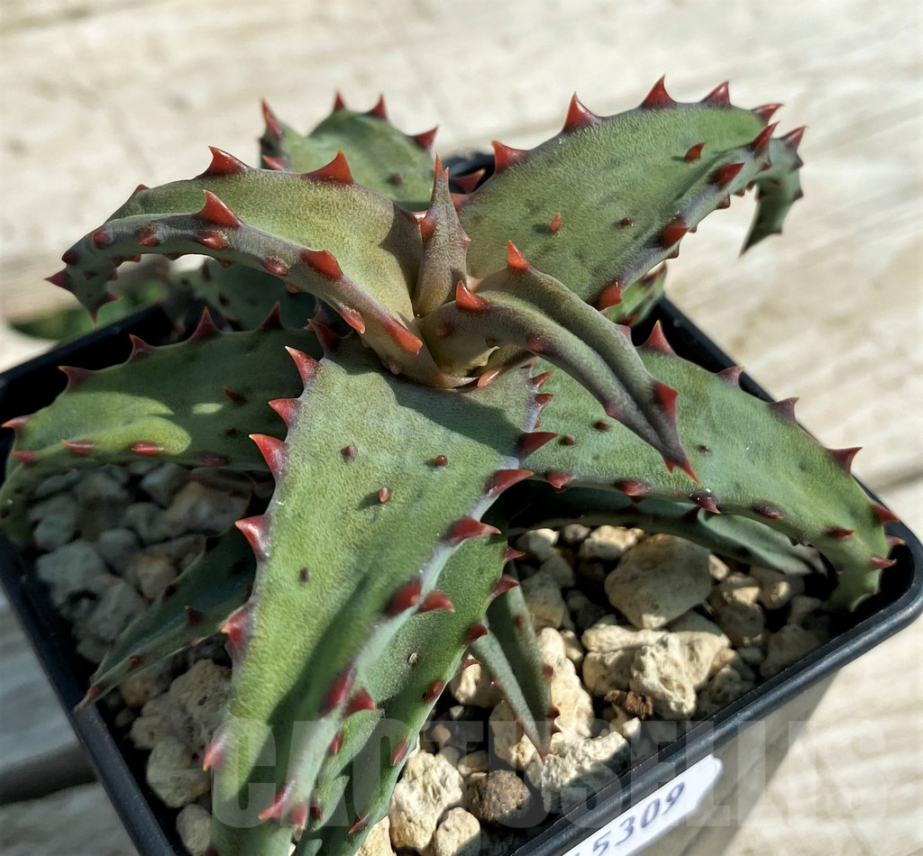 SH15309 Aloe castilloniae