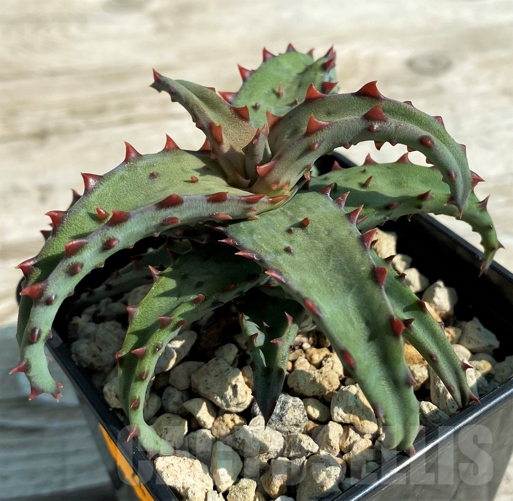 SH15309 Aloe castilloniae - Image 2