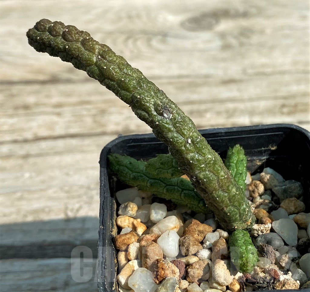 SH15310 Echidnopsis oviflora - Image 2