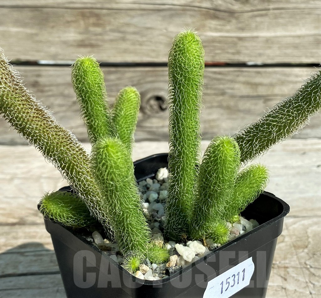 SH15311 Stapelianthus pilosus