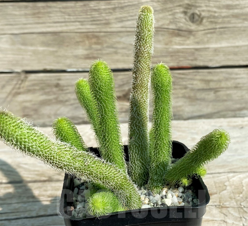 SH15311 Stapelianthus pilosus - Image 2