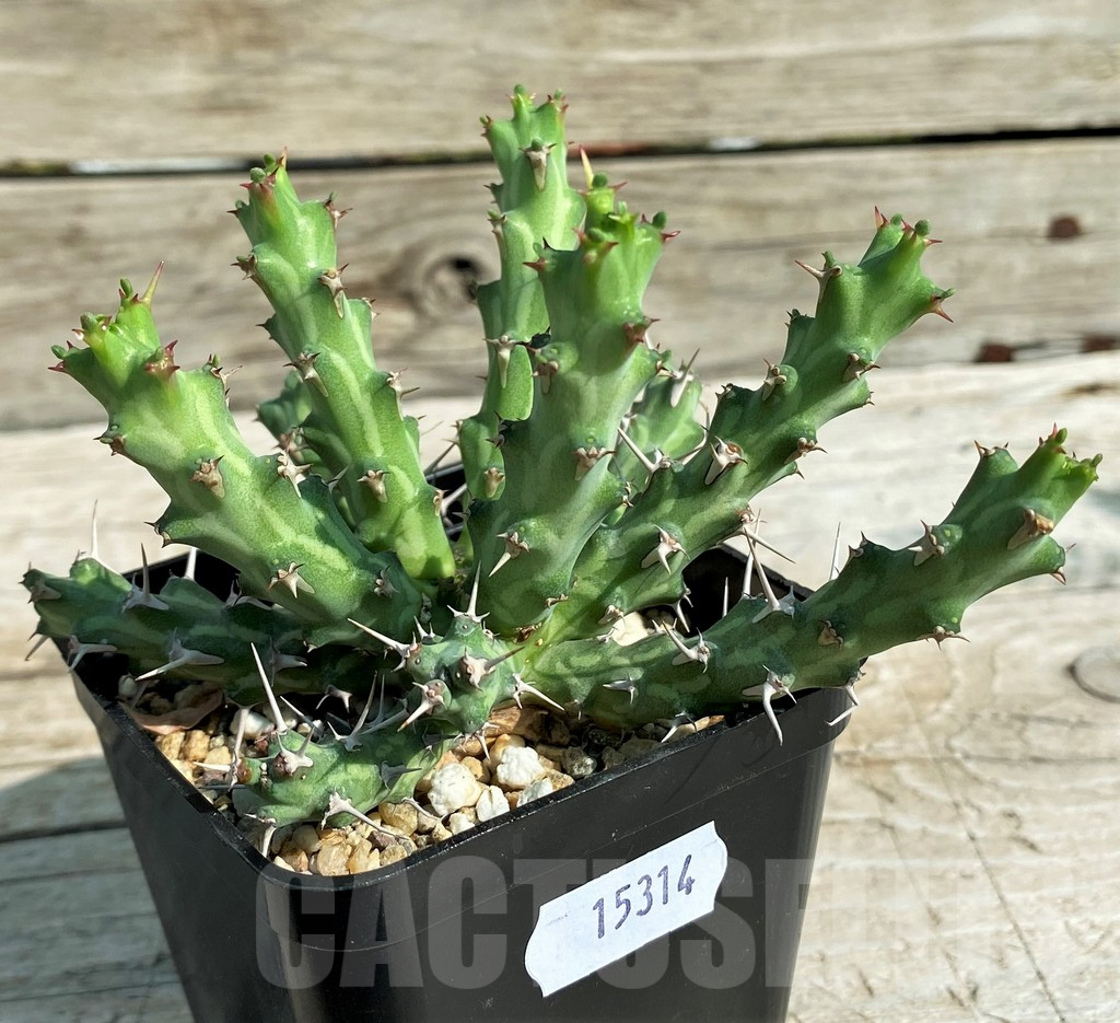 SH15314 Euphorbia actinoclada - Image 3