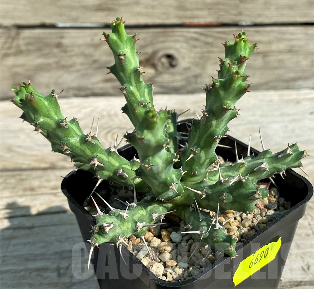 SH15314 Euphorbia actinoclada - Image 2