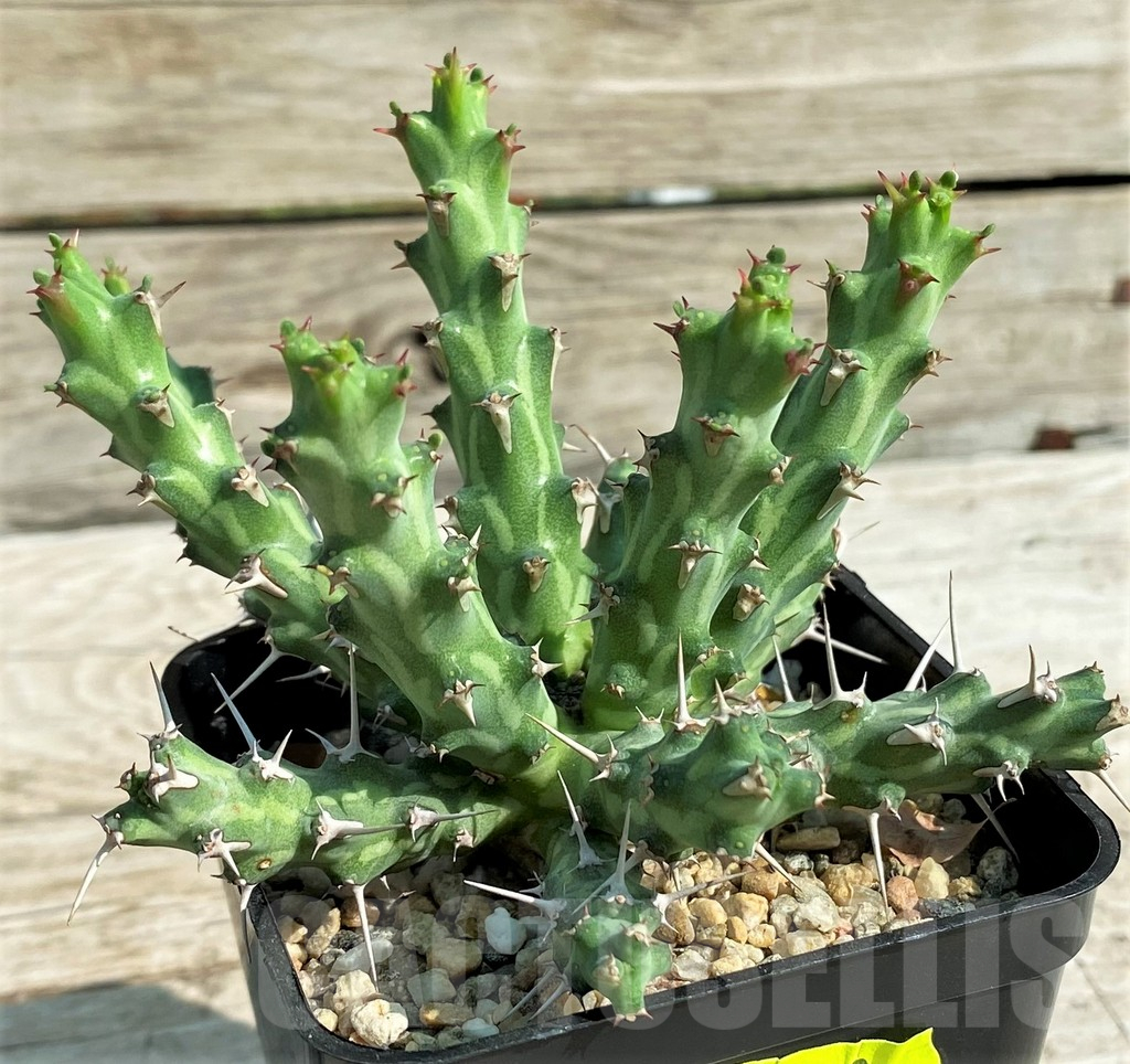 SH15314 Euphorbia actinoclada