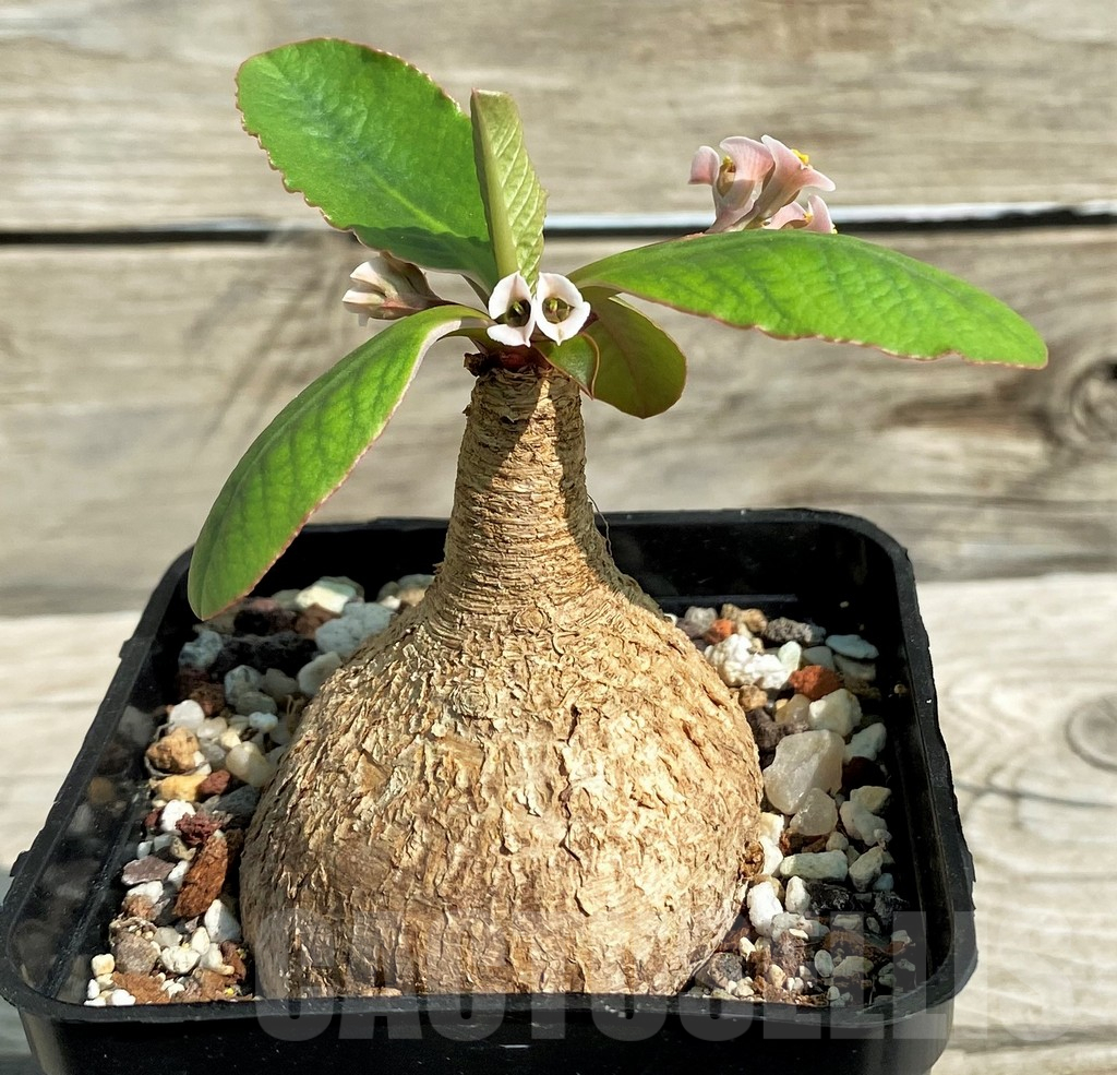 SH15320 Euphorbia primulaefolia - Image 2