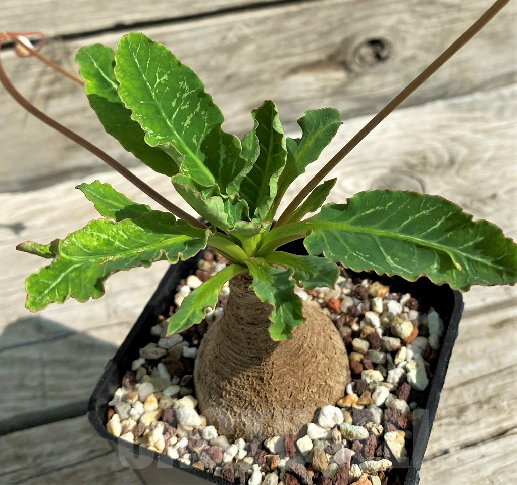 SH15321 Euphorbia spannringii 'Fish Bone'