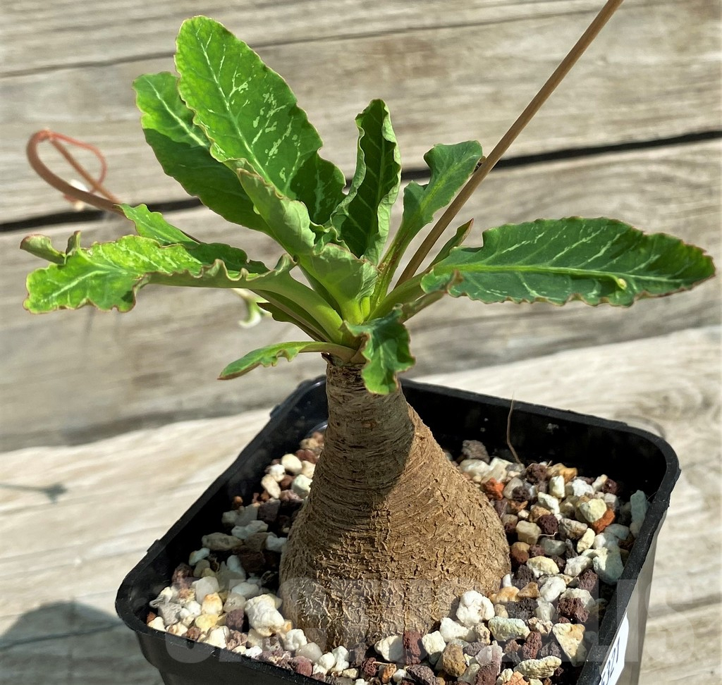 SH15321 Euphorbia spannringii 'Fish Bone' - Image 2