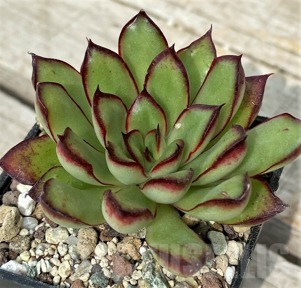 SH17889 Echeveria pulidonis hybrid