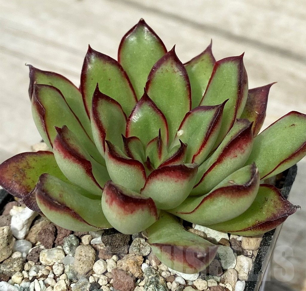 SH17889 Echeveria pulidonis hybrid - Image 2