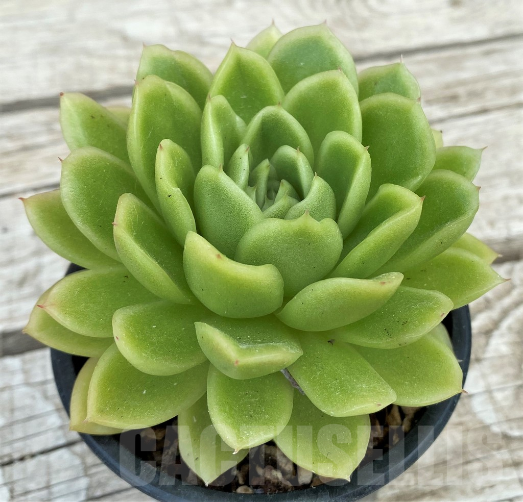 SH17857 Echeveria 'Ice Rose' hybrid