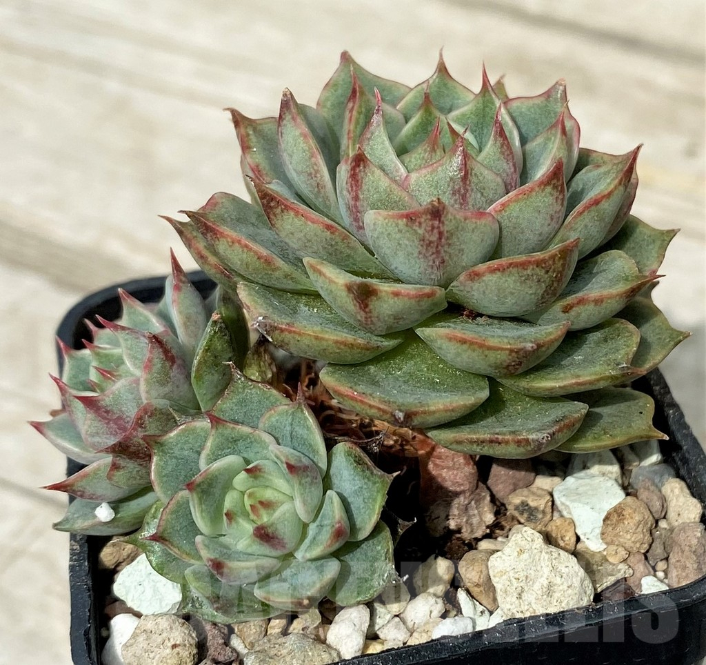 SH17890 Echeveria purpusorum hybrid - Image 2
