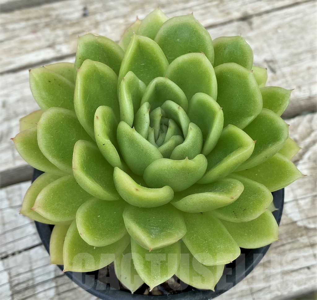 SH17857 Echeveria 'Ice Rose' hybrid - Image 2