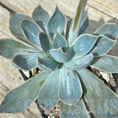 SH17894 Echeveria 'Blue Heron' x ?