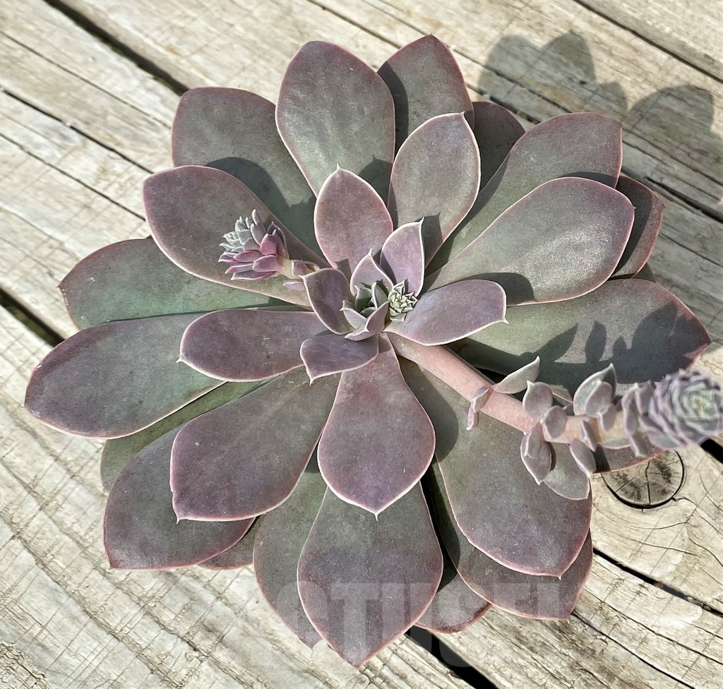SH17896 Echeveria 'Perle Von Nurnberg' x ? - Image 2