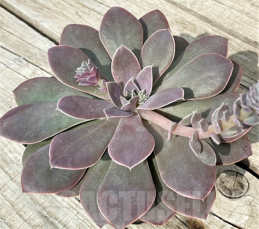 SH17896 Echeveria 'Perle Von Nurnberg' x ?