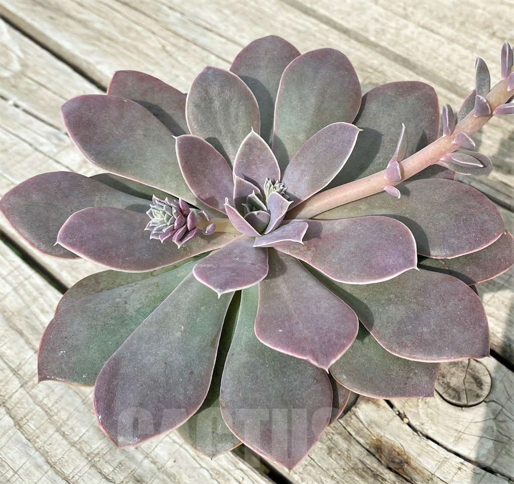 SH17896 Echeveria 'Perle Von Nurnberg' x ? - Image 3