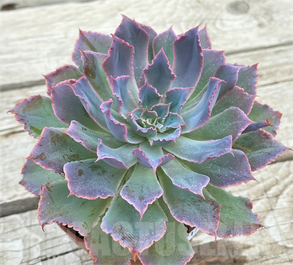 SH17859 Echeveria shaviana 'Neon Breakers'