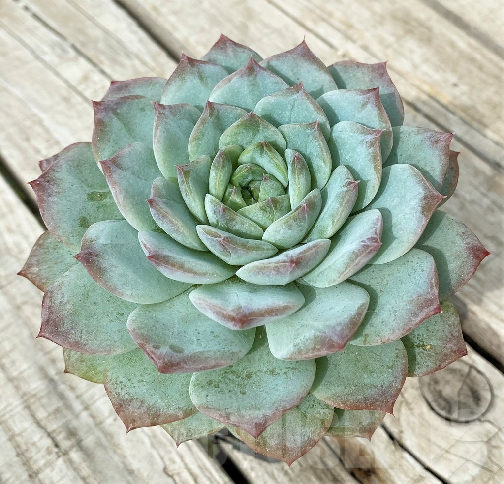 SH17871 Echeveria laui hybrid