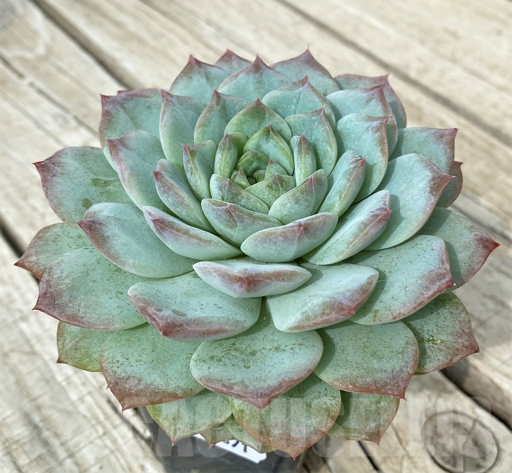 SH17871 Echeveria laui hybrid - Image 2
