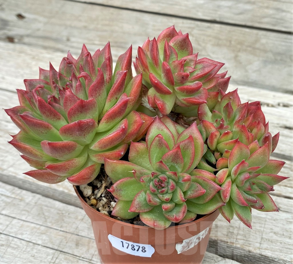 SH17878 Echeveria ‘Floreana’ hybrid - Image 2