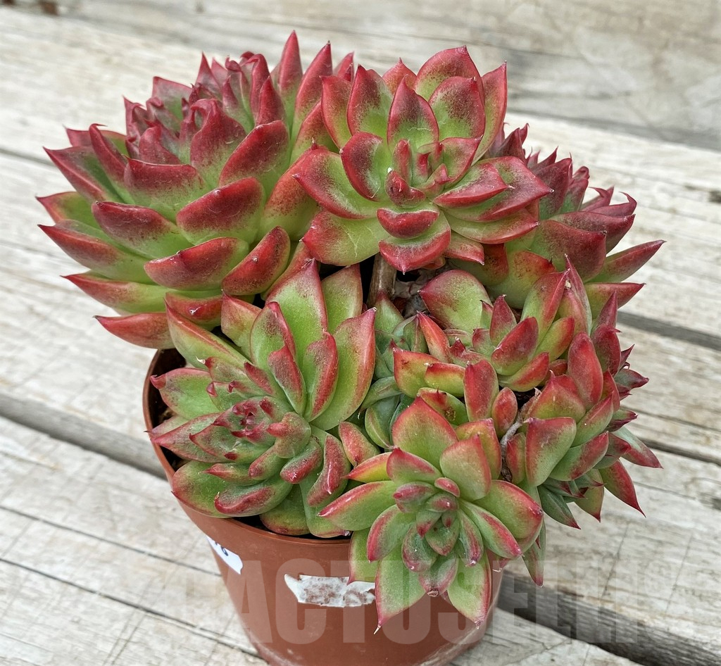 SH17878 Echeveria ‘Floreana’ hybrid